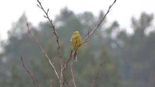 Yellowhammer song / Emberiza citrinella