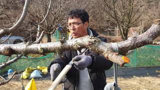 체리재배 성공의길 브이로그  완주군 체리농가  개심형 5년차 전정 4일차