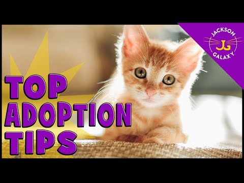 Everything you need to know before you adopt a cat! - YouTube