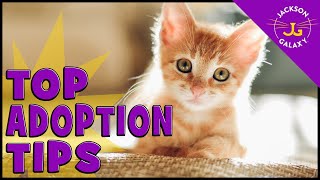 Everything you need to know before you adopt a cat!