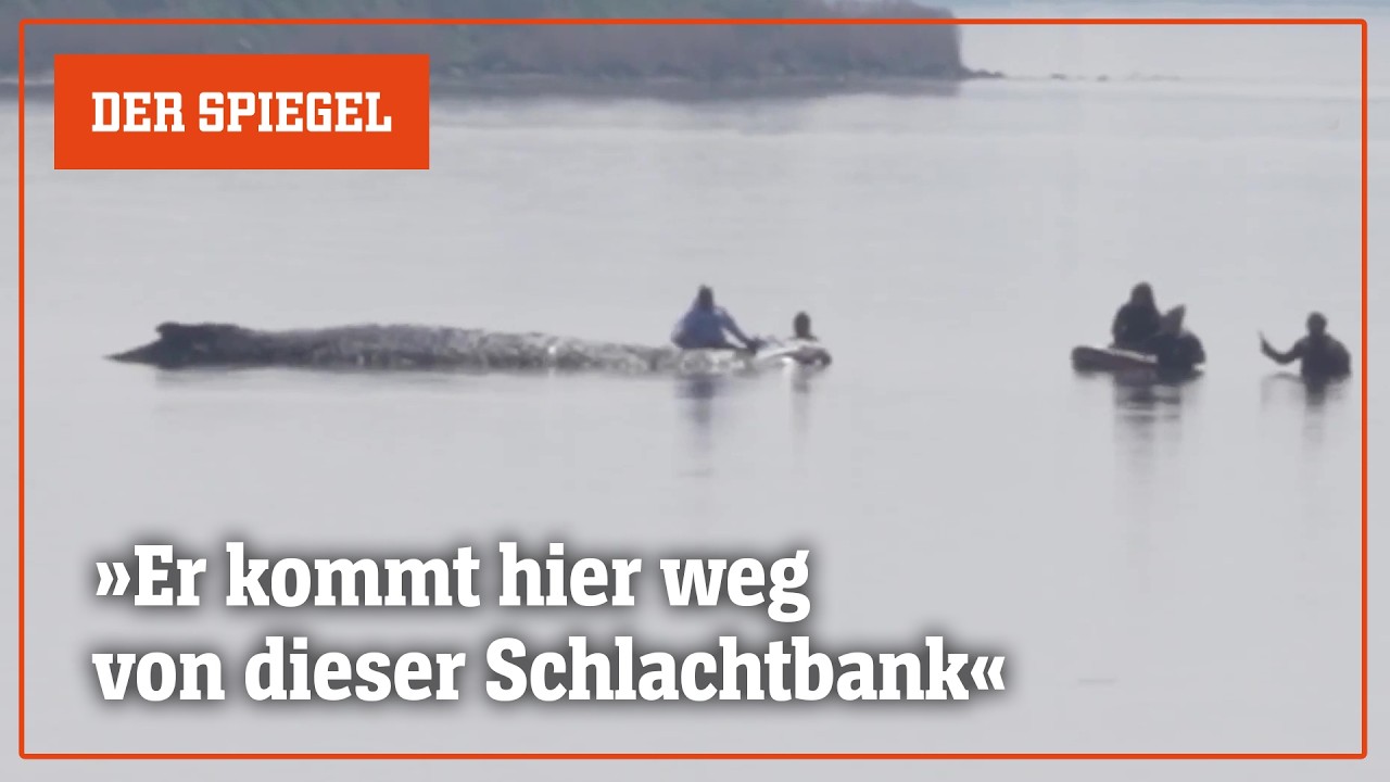 Rummel um den Buckelwal: »Er kommt hier weg von dieser Schlachtbank« | DER SPIEGEL