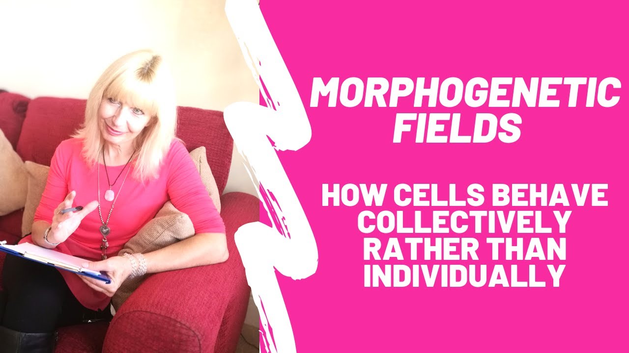 Thoughts on 'Morphogenetic Fields' about how cells behave collectively rather than individually