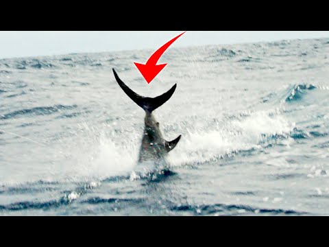 Longest Fishing Battle Against a Deep Sea Monster