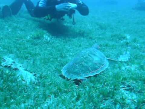 Taba Turtels, Taba (Nord-Sinai),Ägypten