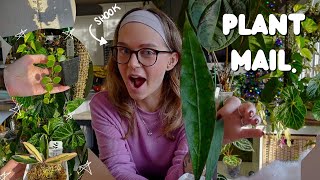 my last plant unboxing of the year (& it's a good one 🙊)