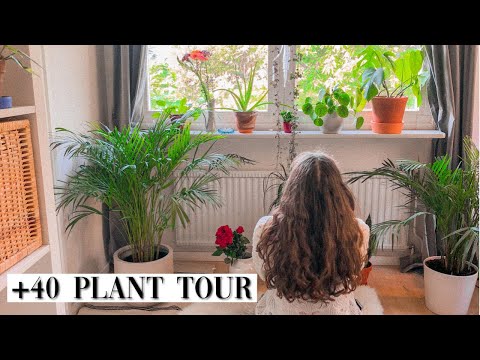 Plant Tour | Houseplant Tour 🪴| Mina växter