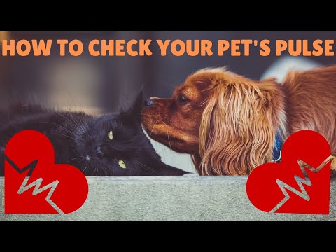 How to Check Your Dog and Cat's Pulse