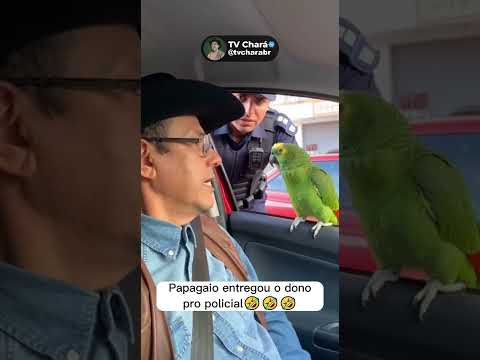 Papagaio entregou o dono pro policial 🤣🤣🤣#humor #videoengraçado #papagaio #shorts #comedia #fyp