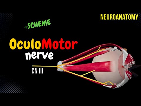 CN 3: Oculomotor Nerve (Scheme, Pathway, Clinical Relevance) | Neuroanatomy