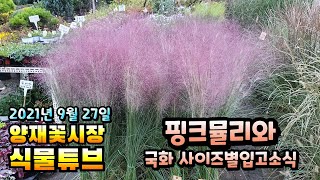 양재꽃시장 식물튜브  핑크뮬리 및 사이즈 별 국화 입고 소식~ #양재꽃시장 #식물튜브 #월동 #관엽 #식물아…