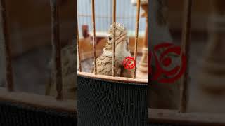 Download lagu Sonca istimewa milik Mr. Buzz, Kataji mp3