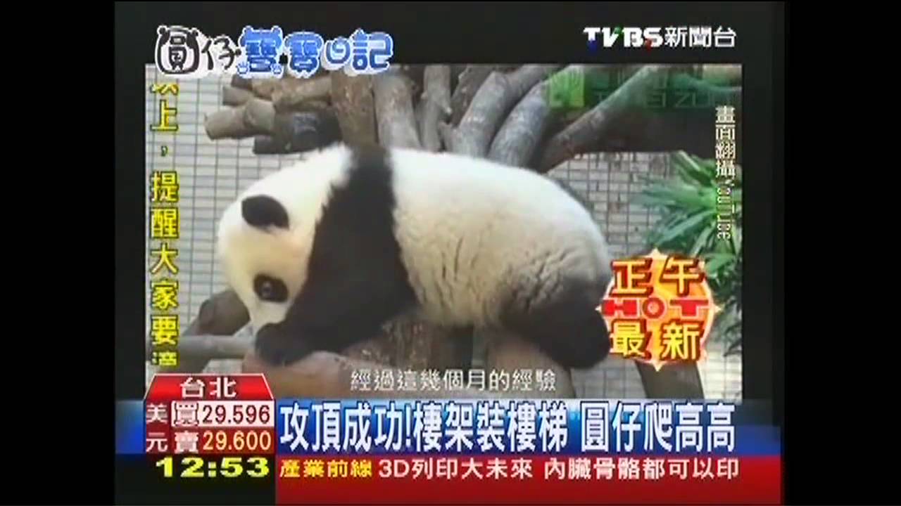 攻頂成功！棲架裝樓梯　圓仔爬高高