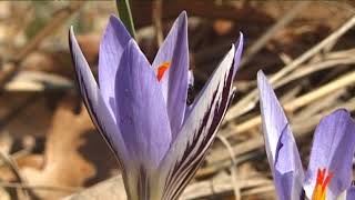 HÍREK A TERMÉSZETBŐL