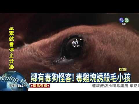 炸雞塊摻毒! 毒狗怪客恐怖誘殺