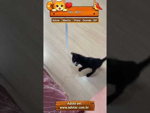 Vídeo de gatinho