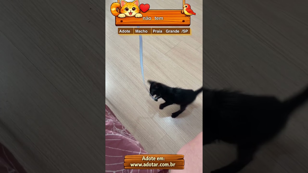 Gato raça SRD-ViraLata idade 2 a 6 meses nome gatinho