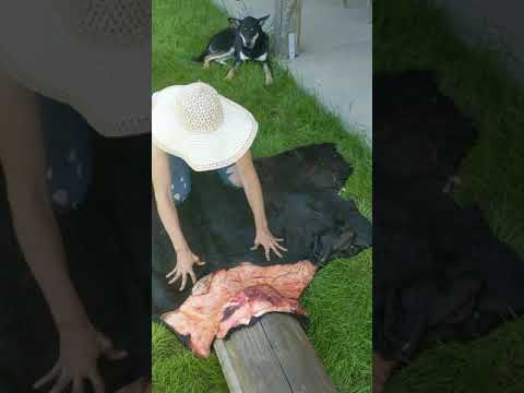 Cow Hide Tanning Basics - Step 1: Fleshing
