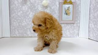 トイプードルの動画01