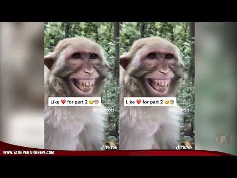 kombi-heppiii-monyet