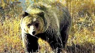 ❤♫ Nicholas Gunn - Journey to Yellowstone ：Emerald Spring（黃石之旅：綠寶石的春天) 2003