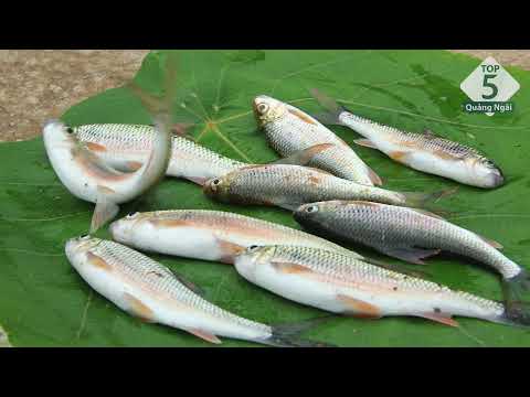 Tìm hiểu về cá niên