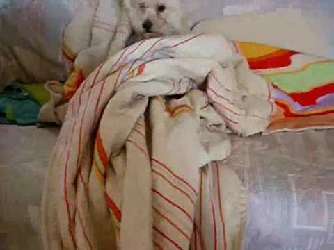 The Best Video In This World (iu iu iu)