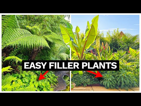 New Filler Plants for my UK Jungle Garden