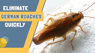 How To Get Rid Of German Roaches Naturally - Easy Proven Methods