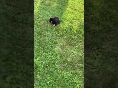 Hello Vivian cute german rottweiler