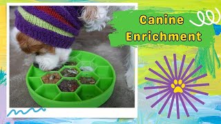 Canine Enrichment Ideas and New Enrichment Toy Review 🐶 | Soft Dog Food Toy for Seniors or Puppies