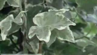 SPOTLIGHT: Photosynthesis | Encyclopaedia Britannica