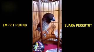 Download lagu Emprit Peking suara perkutut mp3