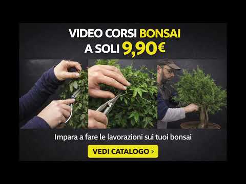 Ho messo online tutti i miei video corsi a 9,90€