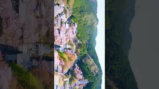 桜に埋もれる大仏さま🌸