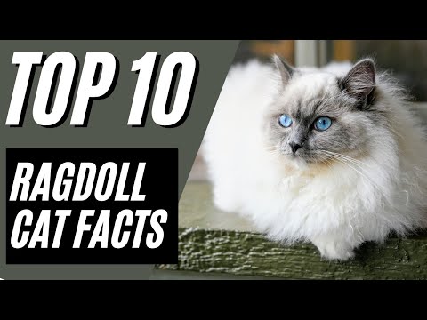 Ragdoll Cat - TOP 10 FACTS and Things to Know