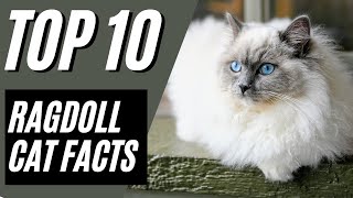 Ragdoll Cat - TOP 10 FACTS and Things to Know