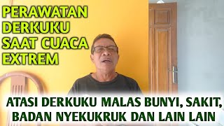 Download lagu HOW TO CARE FOR KELANTAN KUKU IN THE RAINY SEASON || NEW RJJ BIRD FARM mp3