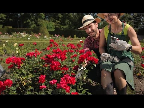 Xenius - Rosen - Mythos oder Massenware [Doku HD]