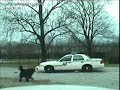 Pes vs policejni auto (Tearon) - Známka: 1, váha: velká