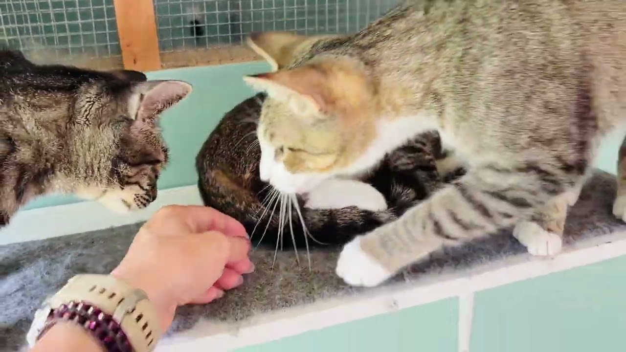 Enlarge Pumpernickel (low-key girl), a Adoptable Domestic Short Hair in Brewster,, NY video 2/5
