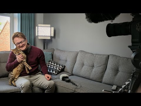 We Filmed A Very Serious Documentary About My Cats