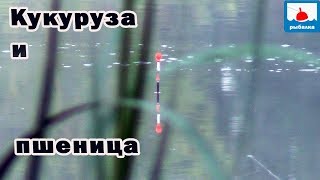 О рыбалке летняя ловля карася на пшеницу