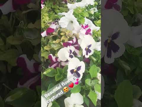 Beautiful flowers captured by Ashvika #love for life 😍 ❤️ 💕