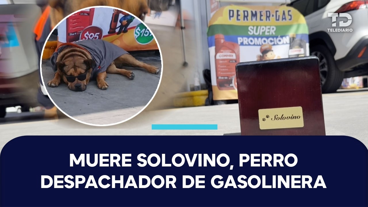 Muere atropellado Solovino, perrito adoptado por trabajadores de una gasolinera en Toluca, Edomex