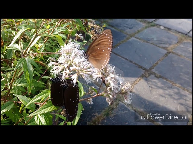 茂林紫蝶幽谷蝶況2018-12-09