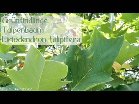 Grünfindlinge Tulpenbaum Liriodendron tulipifera