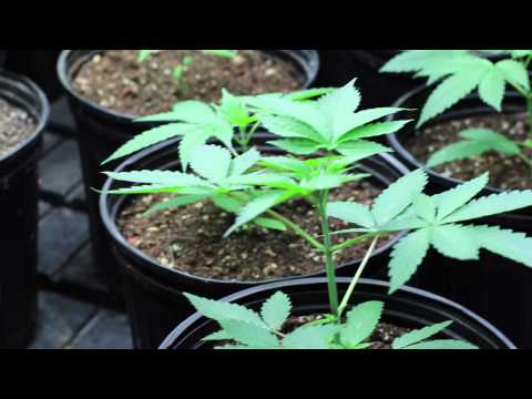 How to grow "Mendo Dope" from Seed - Part 1
