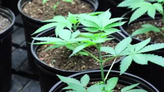 How to grow &quot;Mendo Dope&quot; from Seed - Part 1