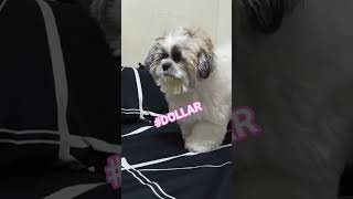 Download lagu NAPAKA KULIT MO TALAGA DOLLAR ANO NANAMAN GINAGAWA MO DYAN#shortvideo#playingsolo#dollar mp3