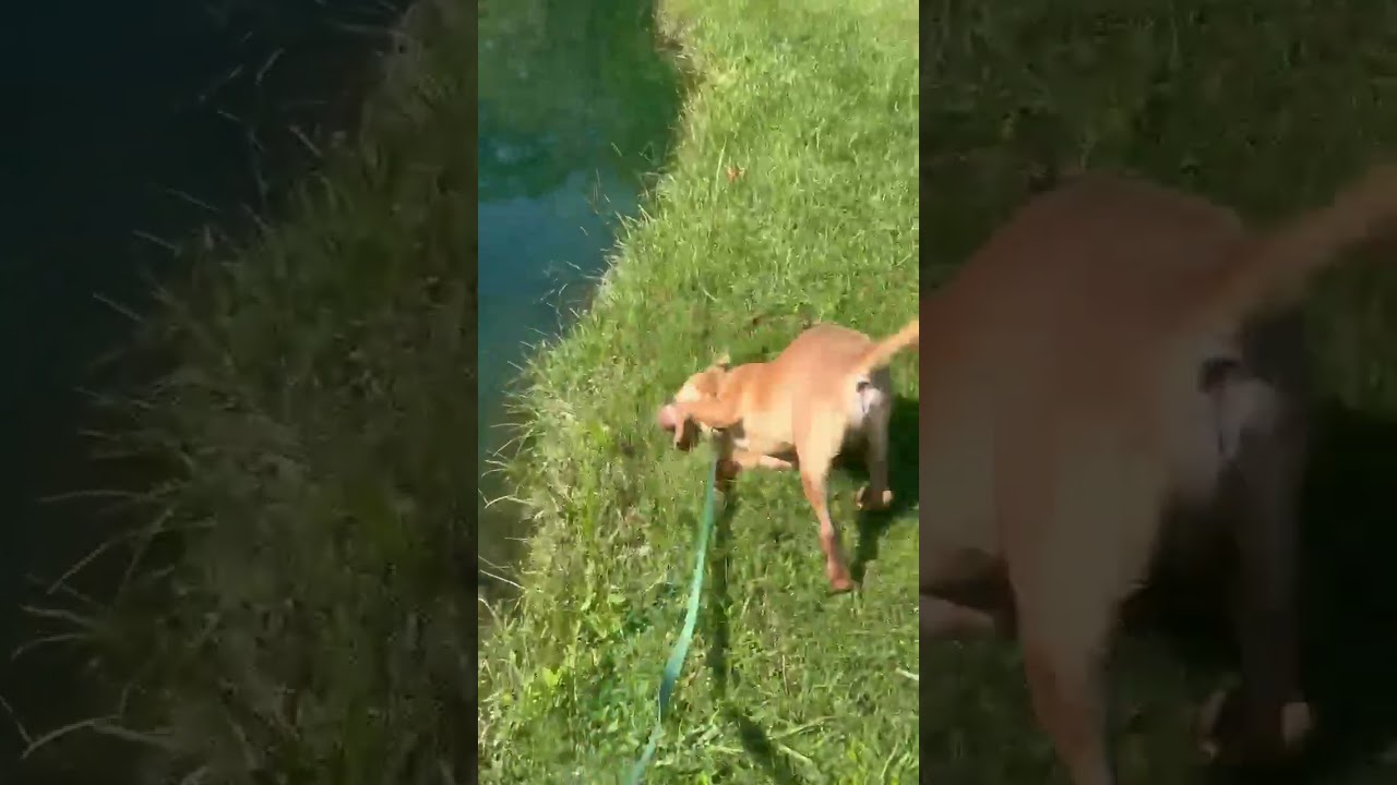 Enlarge Seal (Adoption Fee SPONSORED!), a Adoptable Mixed Breed in Alabaster, AL video 6/6